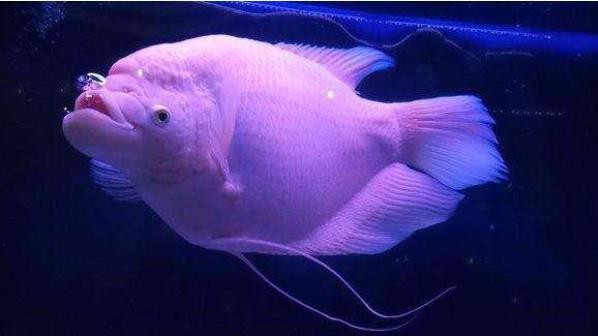 家里養(yǎng)曼龍魚招財嗎【家里養(yǎng)曼龍魚是否招財】