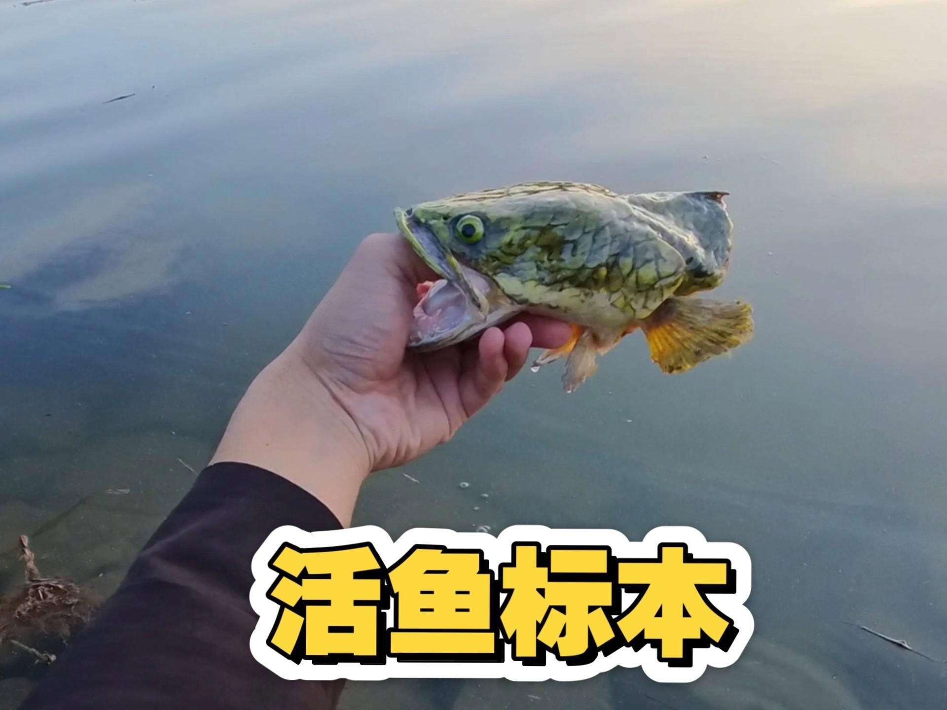 龍魚標本制作的具體步驟【空氣養魚日記做龍魚標本制作的方法和過程】 龍魚標本制作的具體步驟【空氣養魚日記做龍魚標本制作的方法和過程】 龍魚百科 第3張