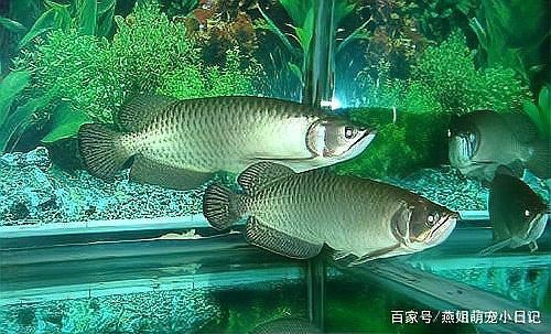 龍魚身體彎曲后還能正常進(jìn)食嗎？【龍魚身體彎曲后能否正常進(jìn)食】
