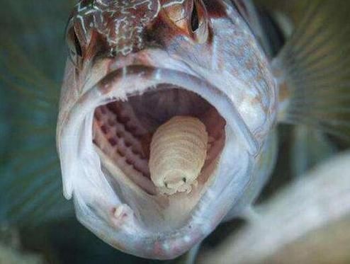 魚虱圖片【關(guān)于魚虱的詳細(xì)圖文解析】