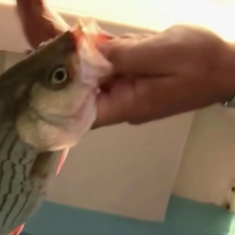 魚虱圖片【關(guān)于魚虱的詳細(xì)圖文解析】
