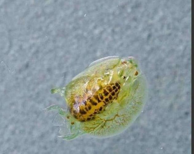 魚虱圖片【關(guān)于魚虱的詳細(xì)圖文解析】