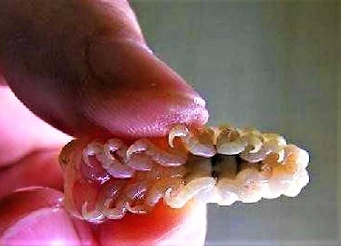 魚虱圖片【關(guān)于魚虱的詳細(xì)圖文解析】