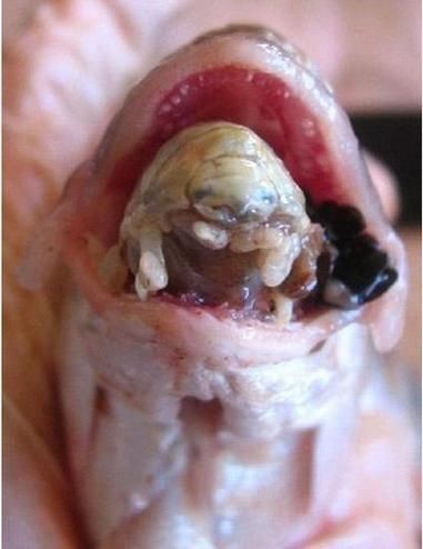 魚虱圖片【關(guān)于魚虱的詳細(xì)圖文解析】
