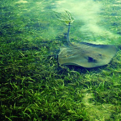 電鰩是魔鬼魚嗎【電鰩