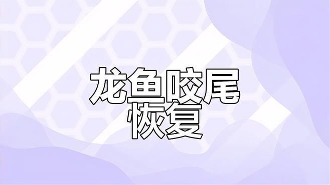 龍魚咬尾后多久會(huì)恢復(fù)？【魚咬尾后恢復(fù)時(shí)間因素而異，魚總咬尾巴咋回事資深鏟屎官揭秘6大原因】