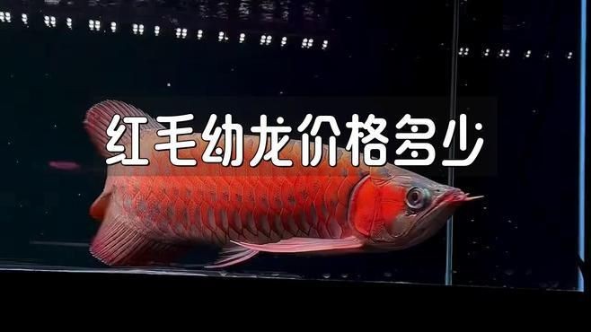 紅龍魚魚苗價格【《紅龍魚魚苗價格》】
