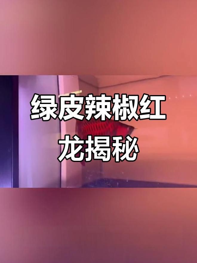 綠皮紅龍好嗎【《綠皮紅龍：優劣并存的寶可夢》綠皮紅龍魚層次分明艷麗奪目】
