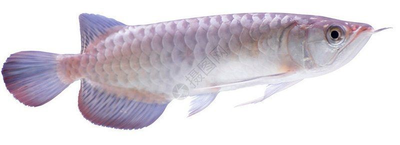 金龍魚微信頭像圖片【《金龍魚微信頭像圖片:獨特與多元的視覺呈現》】 龍魚百科 第33張 金龍魚微信頭像圖片【《金龍魚微信頭像圖片:獨特與多元的視覺呈現》】 金龍魚微信頭像圖片【《金龍魚微信頭像圖片:獨特與多元的視覺呈現》】 龍魚百科 第33張