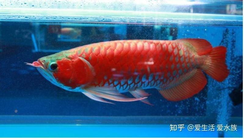 金龍魚發色需要哪些營養？【如何判斷金龍魚是否缺乏營養？】