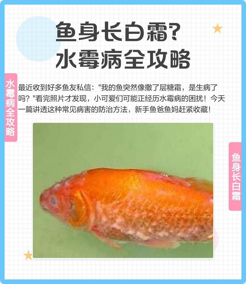 鱷雀鱔突然身體變白【鱷雀鱔突然身體變白可能由多種因素引起多種因素引起】