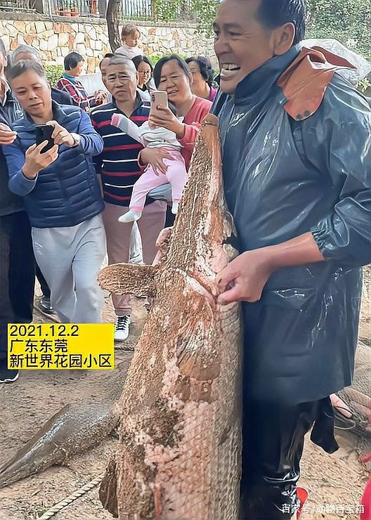 鱷雀鱔突然身體變白【鱷雀鱔突然身體變白可能由多種因素引起多種因素引起】