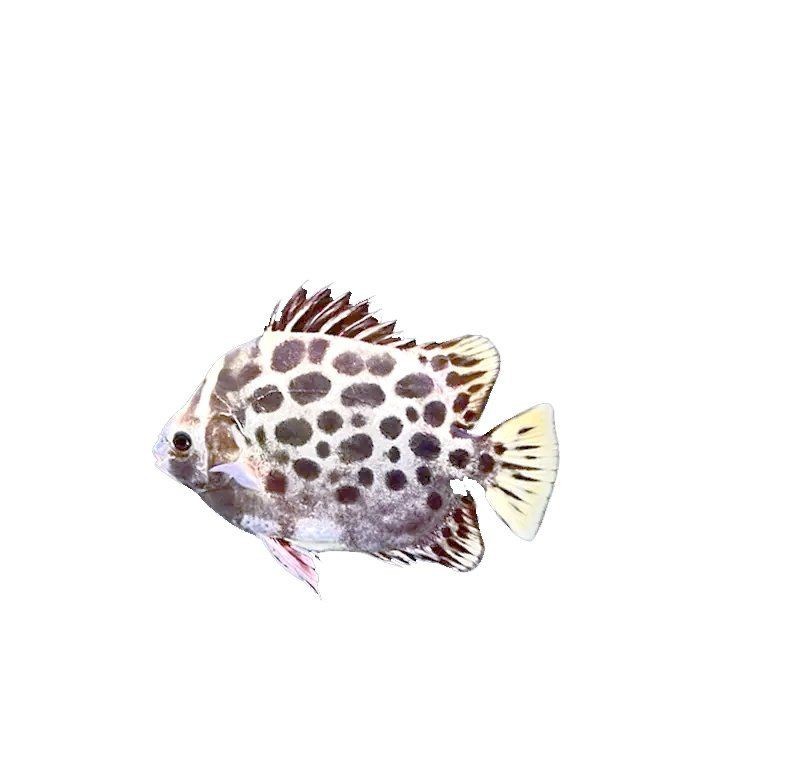 金鼓魚一年能養多大【金鼓魚一年養殖期內的生長潛力可做如下評估金鼓魚】 金鼓魚一年能養多大【金鼓魚一年養殖期內的生長潛力可做如下評估金鼓魚】 龍魚百科 第7張