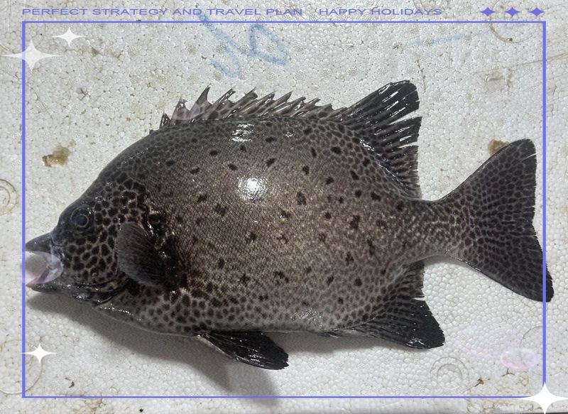 金鼓魚一年能養多大【金鼓魚一年養殖期內的生長潛力可做如下評估金鼓魚】 金鼓魚一年能養多大【金鼓魚一年養殖期內的生長潛力可做如下評估金鼓魚】 龍魚百科 第13張