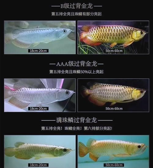 金龍魚品種鑒別圖片大全【金龍魚品種鑒別圖片大全:如何快速區分金龍魚品質松仔講魚】