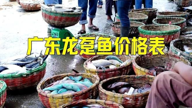 龍躉魚價格【廣東龍躉魚價格表】