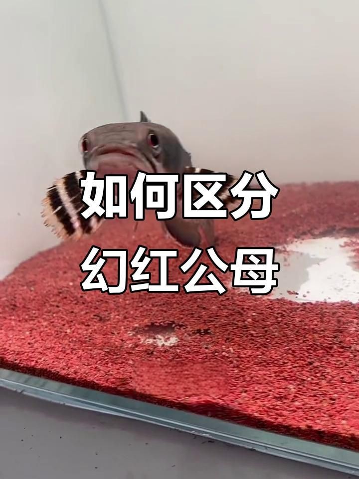 如何區分不同品系的雷龍魚？【嗶哩嗶哩,雷龍魚大全之常見大型雷龍篇】