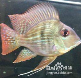 龍魚元寶鳳凰最簡單三種東西【《龍魚元寶鳳凰最簡單三種東西》】