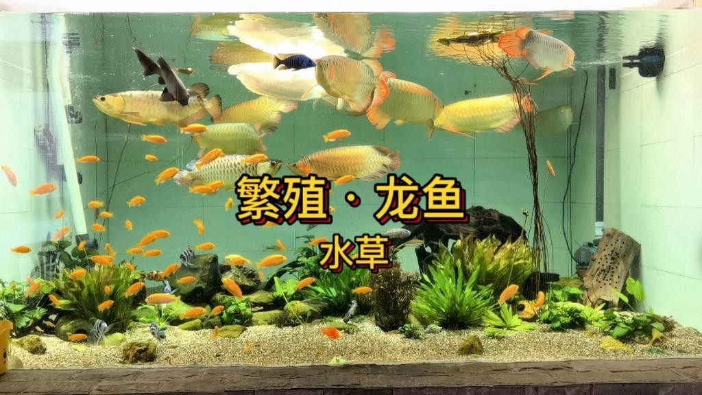 龍魚缸里放什么水草好？【草缸養龍，如何選擇合適的水草】