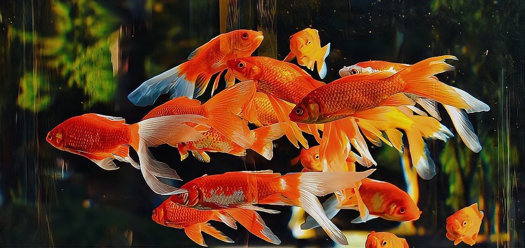 金魚趴缸底了,不活躍了【金魚一直在水底不動(dòng)是什么原因】 金魚趴缸底了,不活躍了【金魚一直在水底不動(dòng)是什么原因】 龍魚論壇 第4張