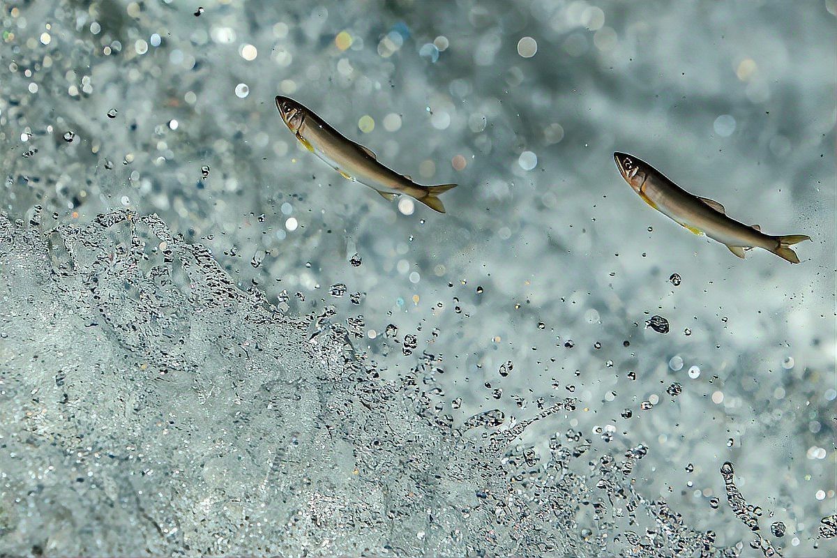 孔雀魚最愛吃的10種食物【孔雀魚最愛吃什么食物】 孔雀魚最愛吃的10種食物【孔雀魚最愛吃什么食物】 龍魚論壇 第1張