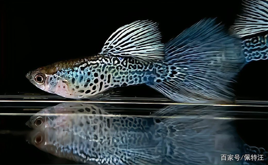 孔雀魚最愛吃的10種食物【孔雀魚最愛吃什么食物】 孔雀魚最愛吃的10種食物【孔雀魚最愛吃什么食物】 龍魚論壇 第6張