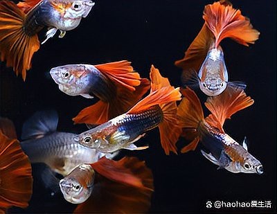 孔雀魚最愛吃的10種食物【孔雀魚最愛吃什么食物】 孔雀魚最愛吃的10種食物【孔雀魚最愛吃什么食物】 龍魚論壇 第10張