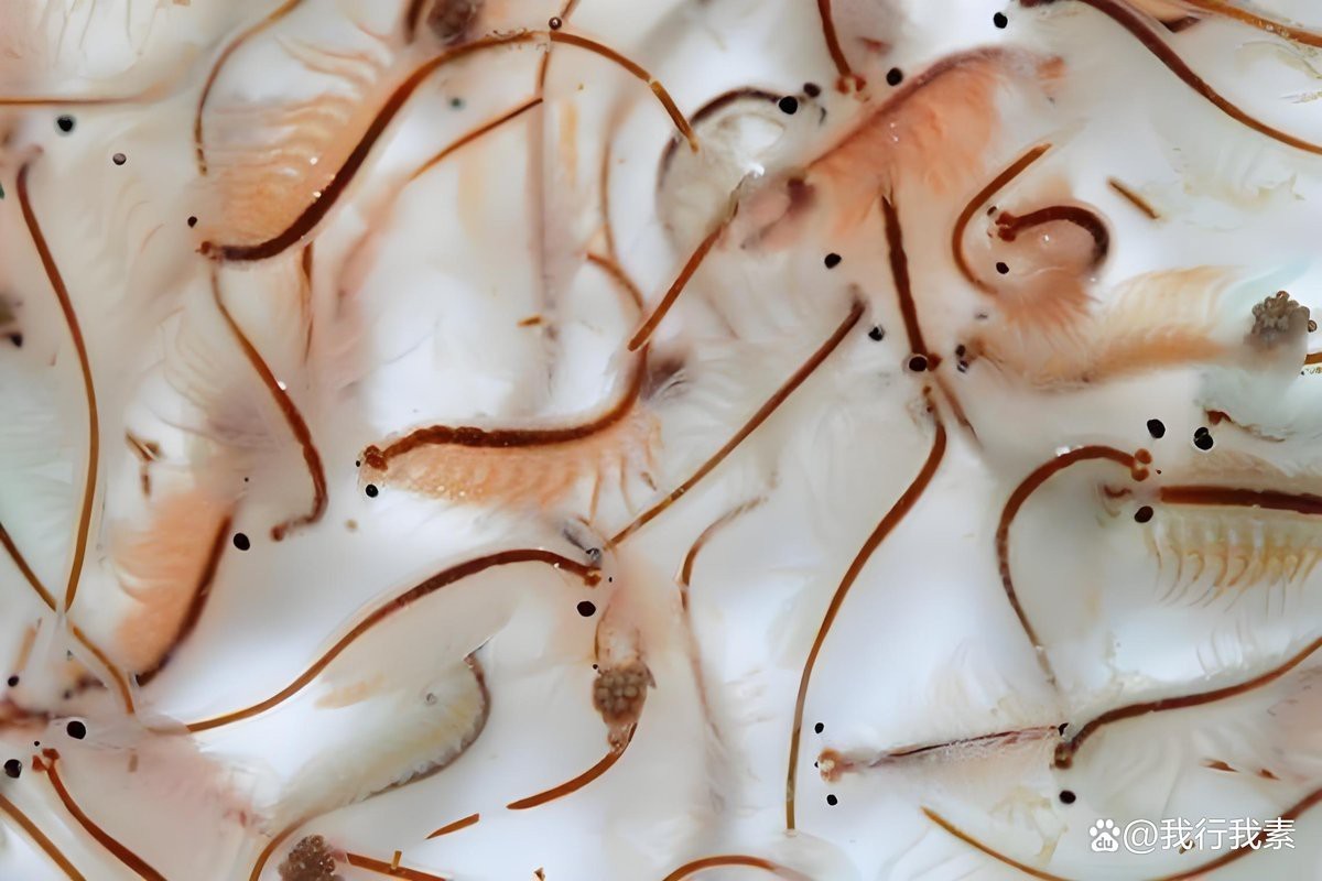 孔雀魚最愛吃的10種食物【孔雀魚最愛吃什么食物】 孔雀魚最愛吃的10種食物【孔雀魚最愛吃什么食物】 龍魚論壇 第7張