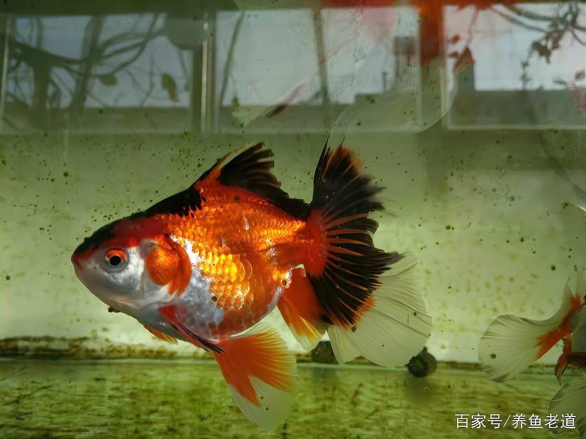 紅箭魚放鹽大忌【《紅箭魚放鹽大忌》】