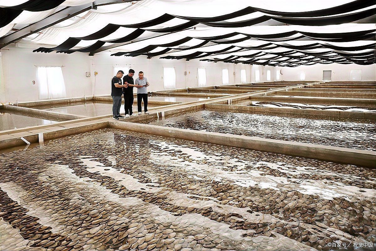 觀賞魚飼養技巧分享【養殖觀賞魚時，掌握好這10大要點，就沒有養不好的魚！】