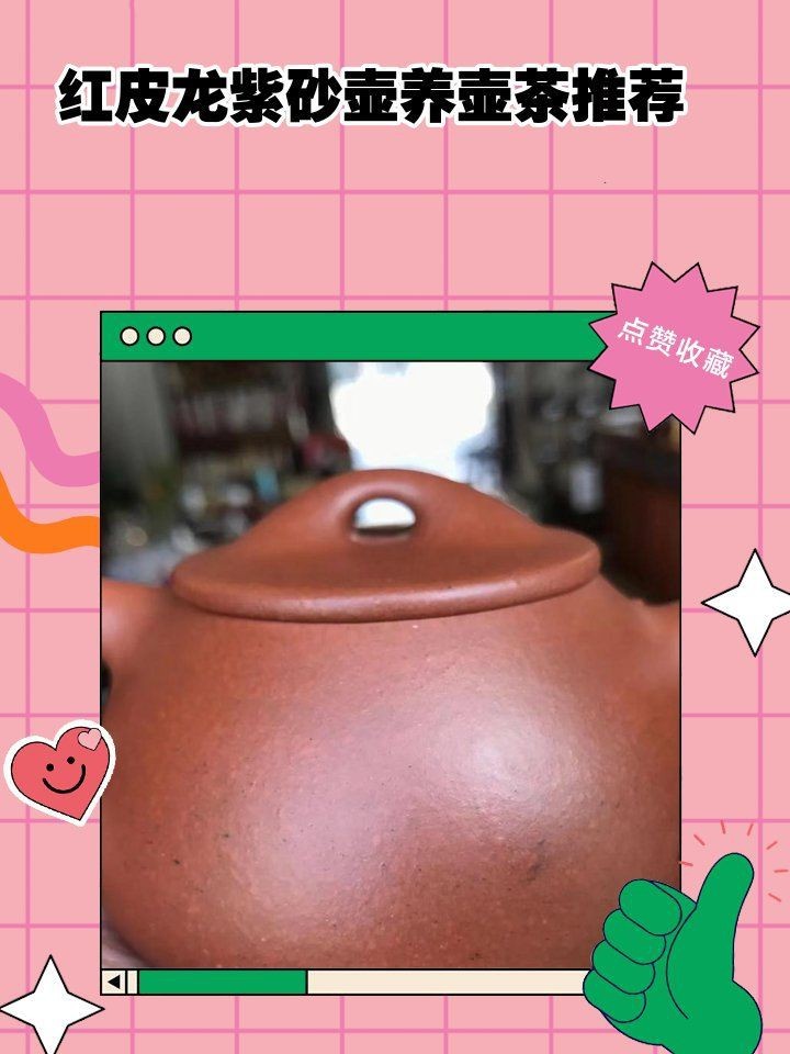 紅皮龍最建議泡什么茶【紅皮龍泡什么茶最好】
