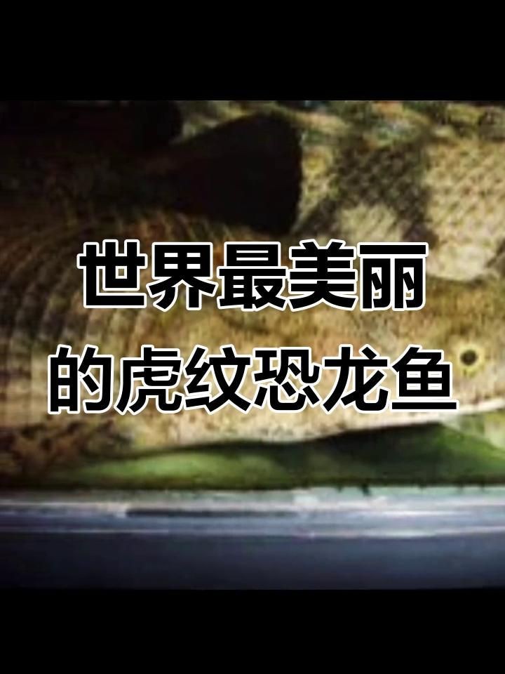 虎紋恐龍王魚視頻【《虎紋恐龍王魚視頻：探秘神秘水族》】
