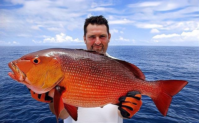 鯛魚屬于什么檔次的魚【“鯛魚”號稱是日本魚王，比三文魚還強，到底好在哪里食來運轉(zhuǎn)吧】 鯛魚屬于什么檔次的魚【“鯛魚”號稱是日本魚王，比三文魚還強，到底好在哪里食來運轉(zhuǎn)吧】 龍魚論壇 第1張