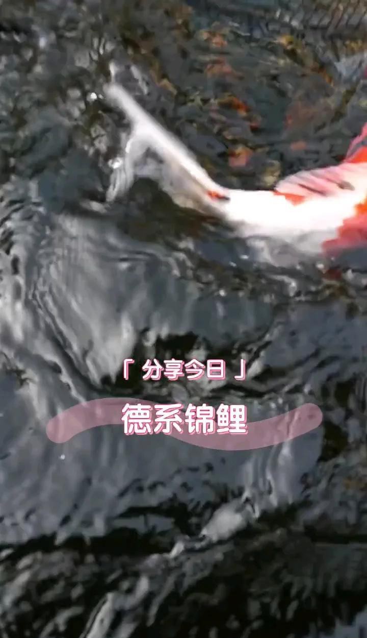 德系紅白錦鯉【德系紅白錦鯉的養殖技術】