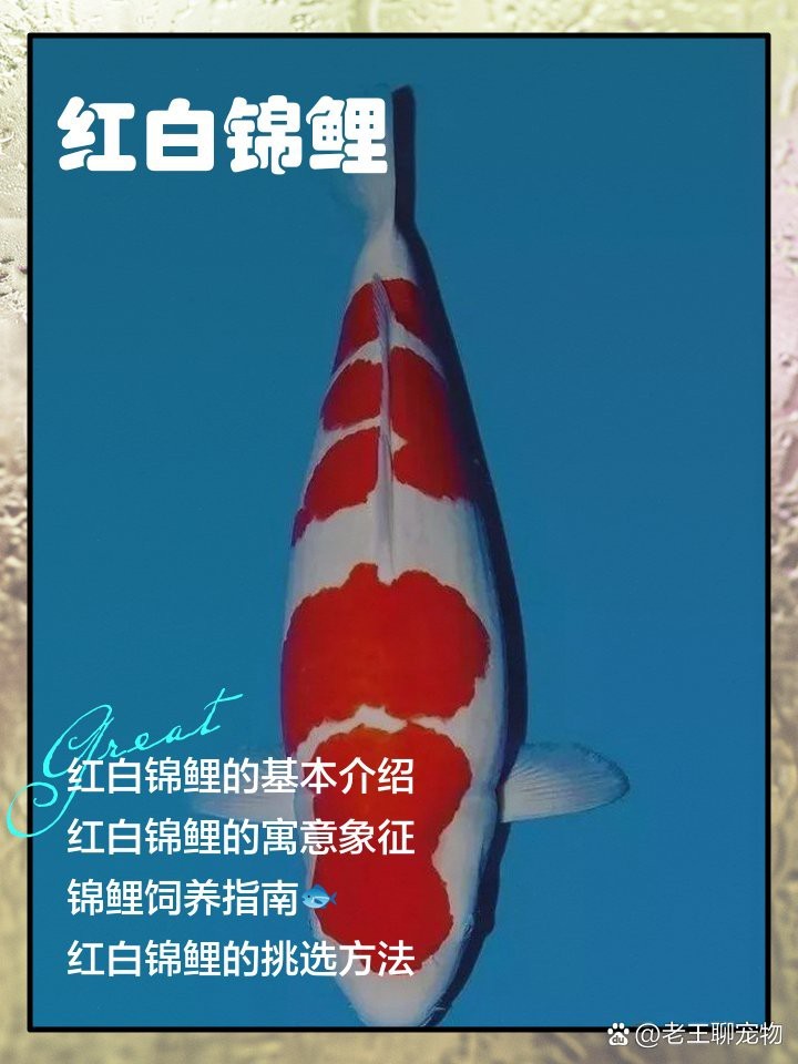 德系紅白錦鯉【德系紅白錦鯉的養殖技術】