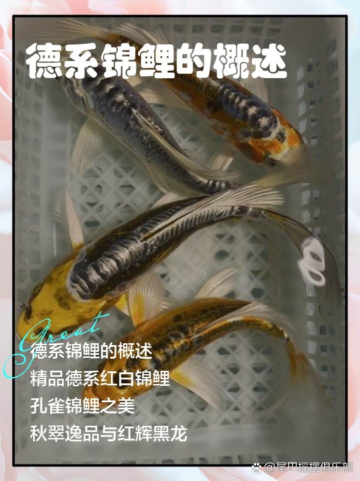 德系紅白錦鯉【德系紅白錦鯉的養殖技術】