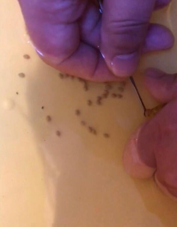 藍(lán)面財神慈鯛魚怎么繁殖【藍(lán)面財神慈鯛魚如何繁殖小魚新奇想法萌寵匯】