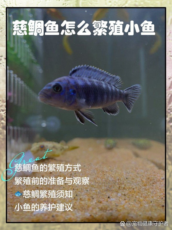 藍(lán)面財神慈鯛魚怎么繁殖【藍(lán)面財神慈鯛魚如何繁殖小魚新奇想法萌寵匯】