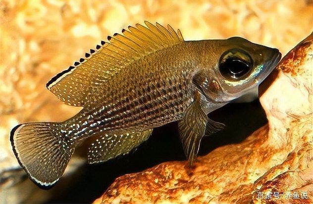 藍(lán)面財神慈鯛魚怎么繁殖【藍(lán)面財神慈鯛魚如何繁殖小魚新奇想法萌寵匯】