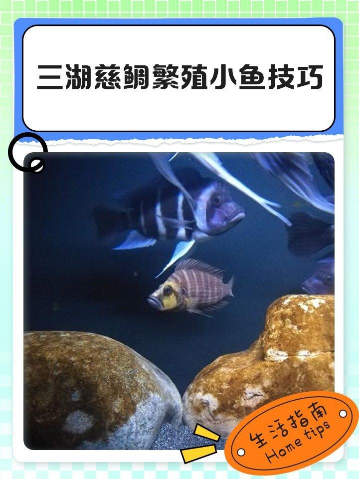 藍(lán)面財神慈鯛魚怎么繁殖【藍(lán)面財神慈鯛魚如何繁殖小魚新奇想法萌寵匯】