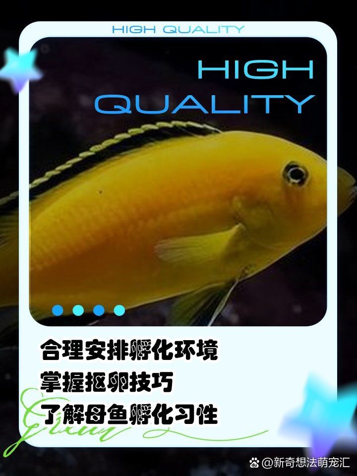 藍(lán)面財神慈鯛魚怎么繁殖【藍(lán)面財神慈鯛魚如何繁殖小魚新奇想法萌寵匯】
