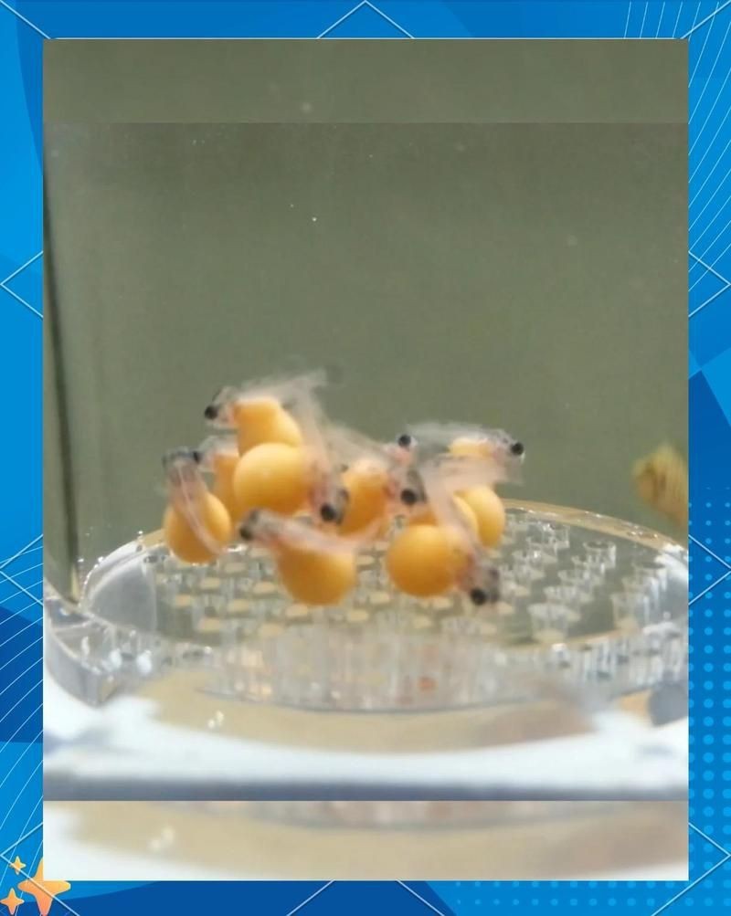 藍(lán)面財神慈鯛魚怎么繁殖【藍(lán)面財神慈鯛魚如何繁殖小魚新奇想法萌寵匯】