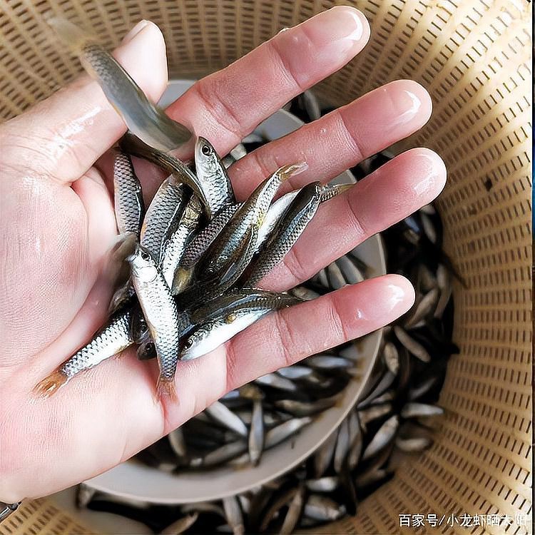 青龍魚多少錢一條【緬甸國寶級batik品種青龍魚價格波動規(guī)律】