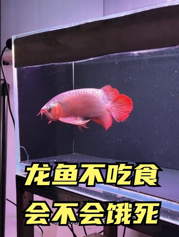 金龍魚多久不吃食會(huì)餓死？【龍魚不吃食會(huì)餓死嗎如何判斷是否患病魚不吃東西會(huì)餓死】 金龍魚多久不吃食會(huì)餓死？【龍魚不吃食會(huì)餓死嗎如何判斷是否患病魚不吃東西會(huì)餓死】 龍魚論壇 第2張
