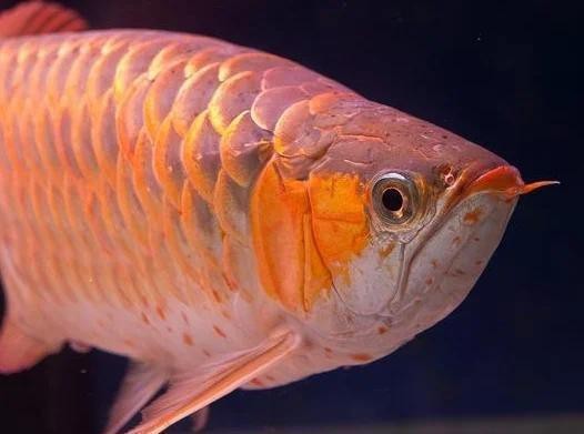 龍魚最忌四種魚【《龍魚最忌四種魚》】 龍魚最忌四種魚【《龍魚最忌四種魚》】 龍魚論壇 第9張