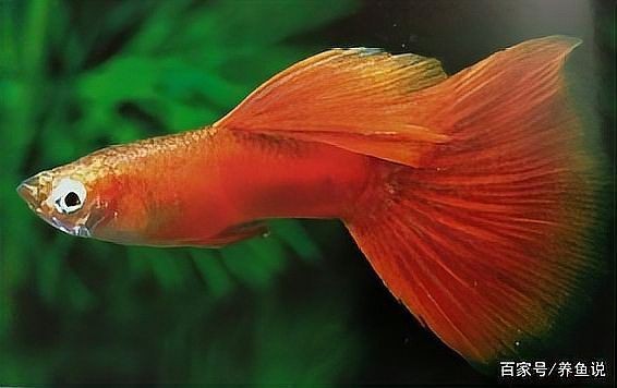 孔雀魚紅眼睛是什么品種【孔雀魚中紅眼睛的品種】
