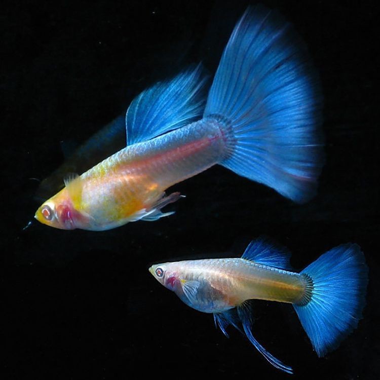孔雀魚紅眼睛是什么品種【孔雀魚中紅眼睛的品種】
