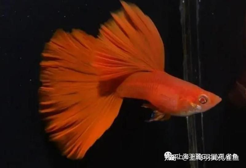 孔雀魚紅眼睛是什么品種【孔雀魚中紅眼睛的品種】