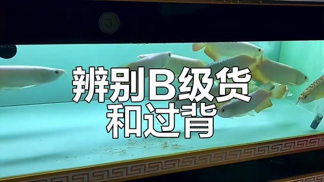如何區分金龍魚的B過和過背【金龍魚的b過和過背有什么區別？】