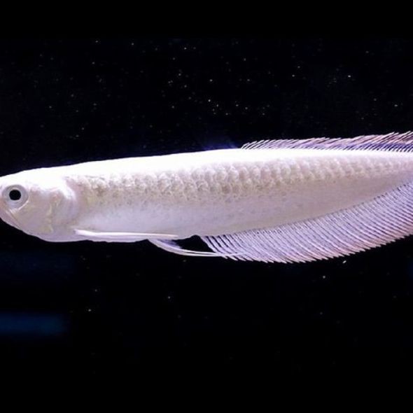 銀龍魚有沒有變種品種？【憑什么銀龍魚比金龍魚更賤雪龍魚表示不服】